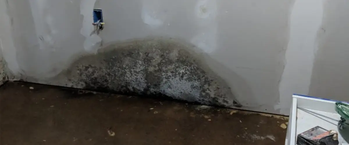 Mold and water damage on basement walls