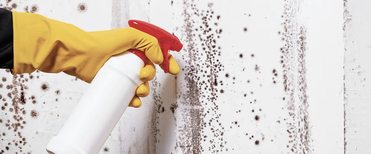 Cleaning the wall with the help of a sprayer from spots of toxic mold