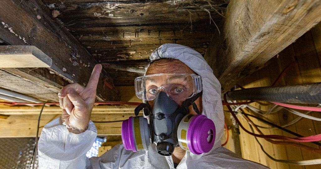 An indoor home inspector points towards condemned wood inside a domestic building, white fungi are seen growing on joists and floor planks, rotting wood