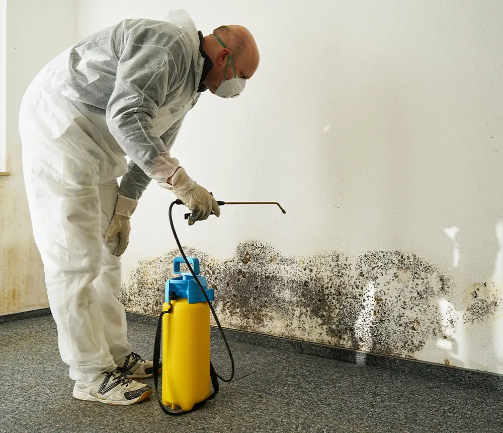 mold remediation for a home in Washington, DC